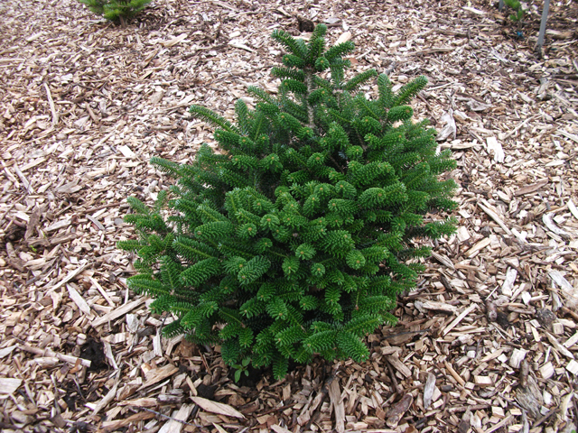 Abies koreana 'Alpin Star'